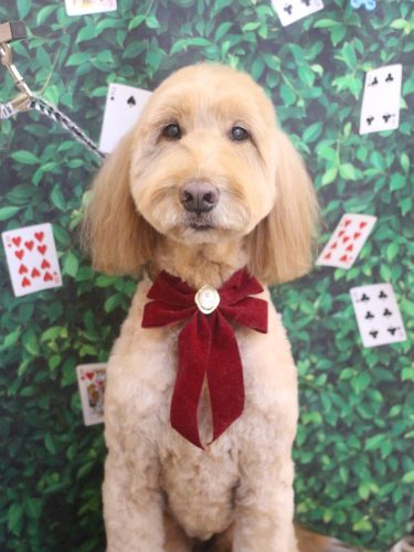 20250430レオくん